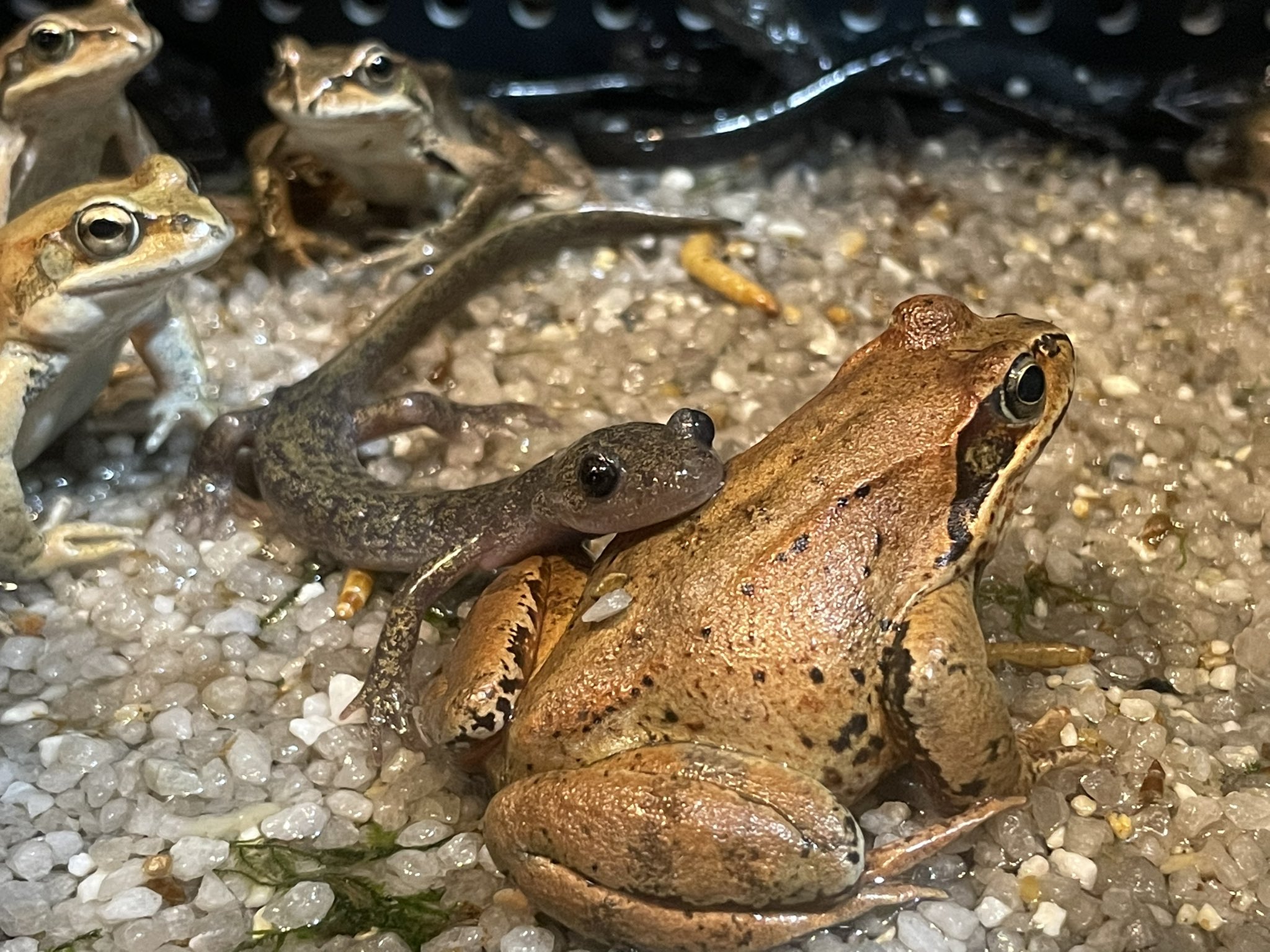 エゾアカガエル Twitter Search Twitter