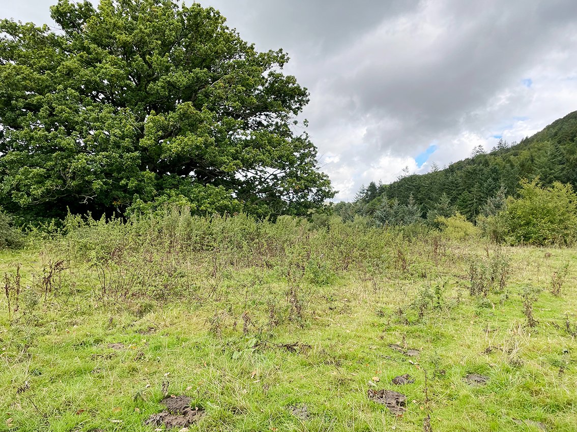 JacotheNorth's tweet photo. After the media overkill and near-hysteria of the past 12 days let's consider our Welsh royalty, and ask why they are neglected or ignored.
Which is what I found last week on a visit to #Sycharth, the home of #OwainGlyndwr.
Click here to read: https://t.co/ZfPS7IVmdI https://t.co/hD2GQQD5jv