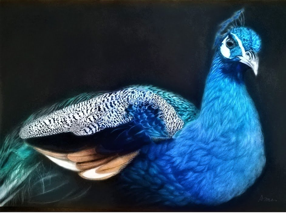 孔雀 Twitter Search Twitter