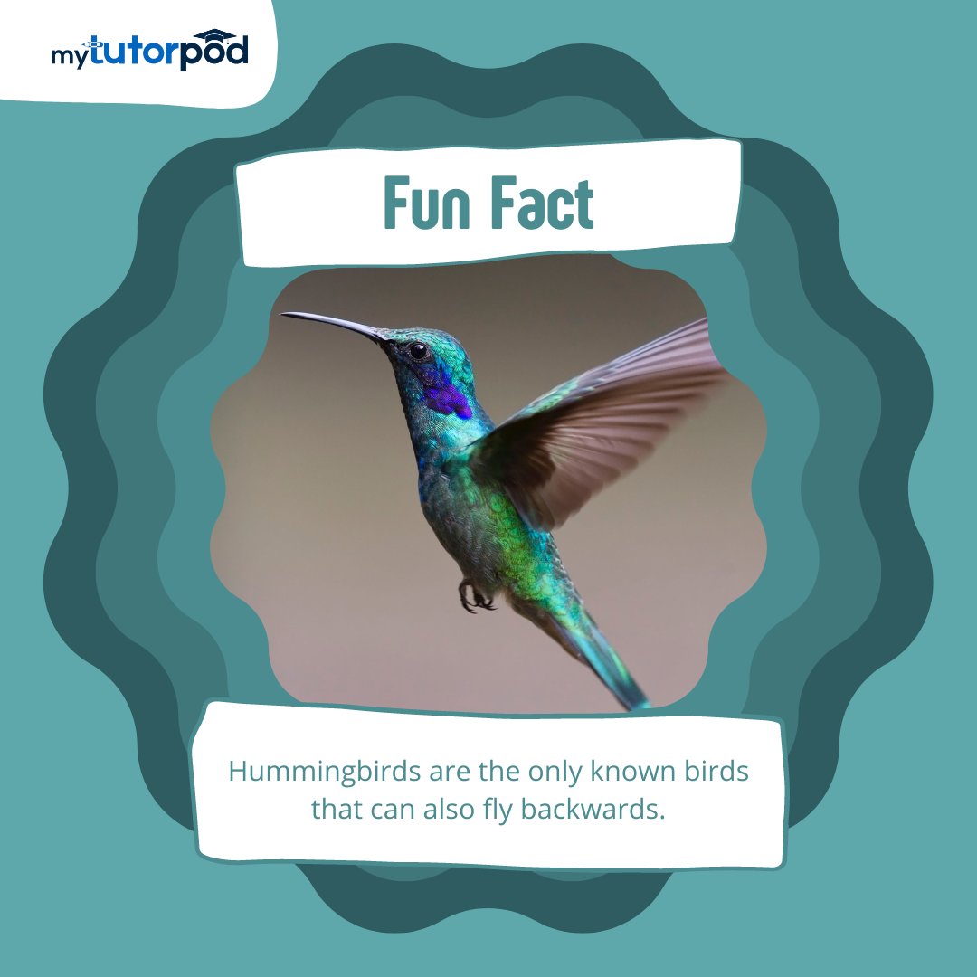 Fun Fact!

You might not have heard about today's fun fact before! 

#MyTutorPod #OnlineEducationPlatform #OnlineClasses #TuitionOnline #QualifiedTeachers #QualityEducation #FunFact #DidYouKnow #HummingBirds