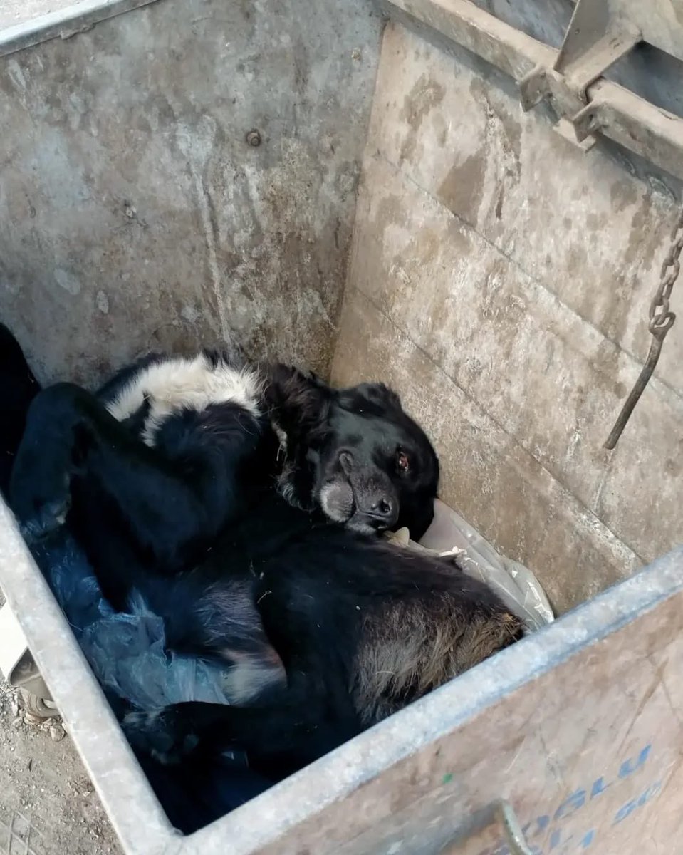 buketozgnl's tweet photo. Gece iki ayaklı insan kişisi tarafından dövülüp çöpe atılmış zonguldakta donanımlı klinik olmadığı için ankaraya aldırmam gerekiyor ayakları tutmuyor tedavi ve nakil desteği gerekiyor. Dernek olarak oldukça can kurtarmaktayız türkiyede parmakla gösteriliyoruz ama destek çok az https://t.co/0p6g9PHknt