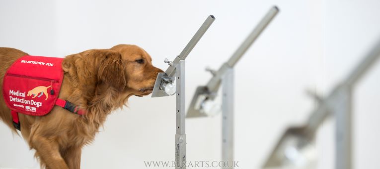 MedDetectDogs's tweet photo. Our Super Sniffers Webinar is back and we can’t wait to tell you more about our life-saving dogs. Join us on Zoom on 28th Sep at 7pm to learn about the science behind the sniff and meet some of our four-legged team. Tickets are £5 and you can register at https://t.co/sKDwFAdbrs https://t.co/acy1CiCL60