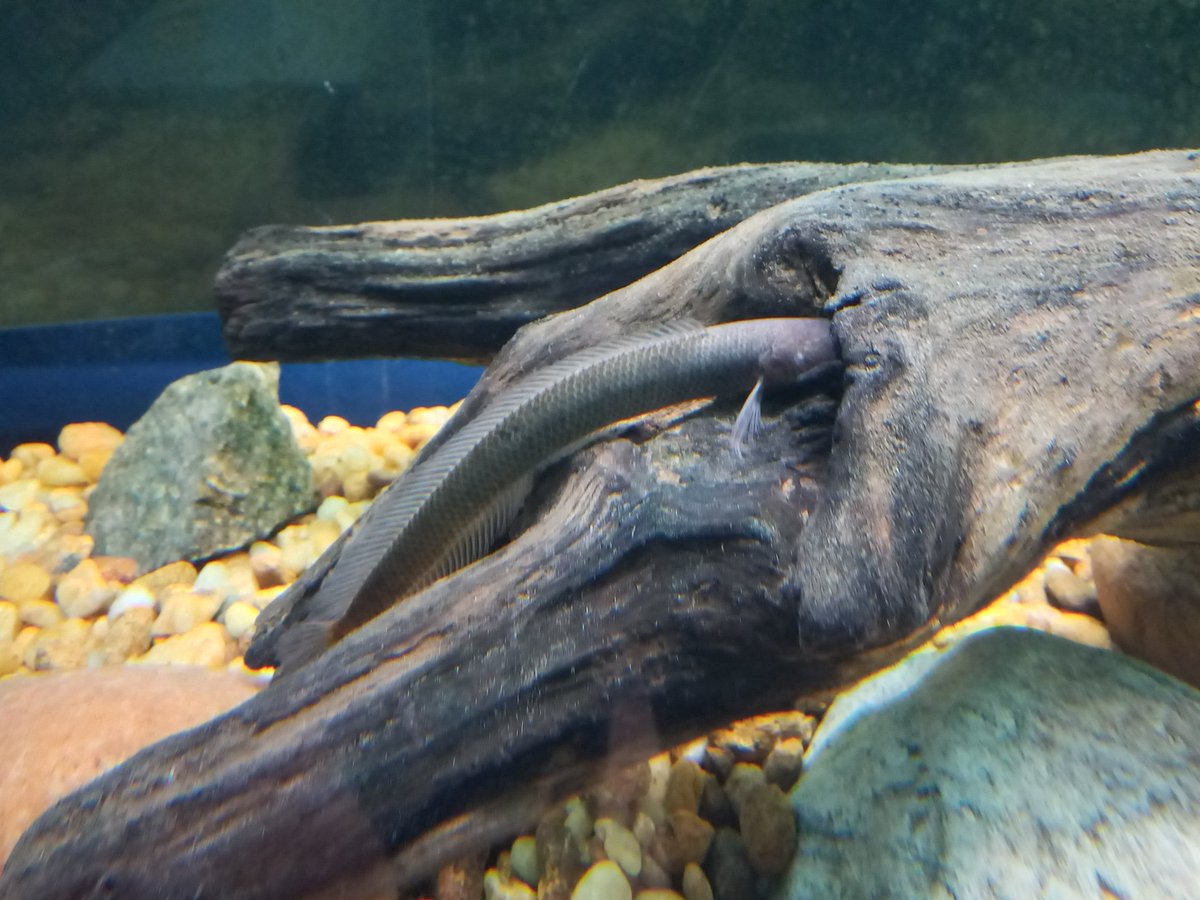 LabRajeev's tweet image. Spot the #gollumsnakehead 
#Aenigmachanna #livingfossil #jurassicfish #gondwana
#dragonsnakehead