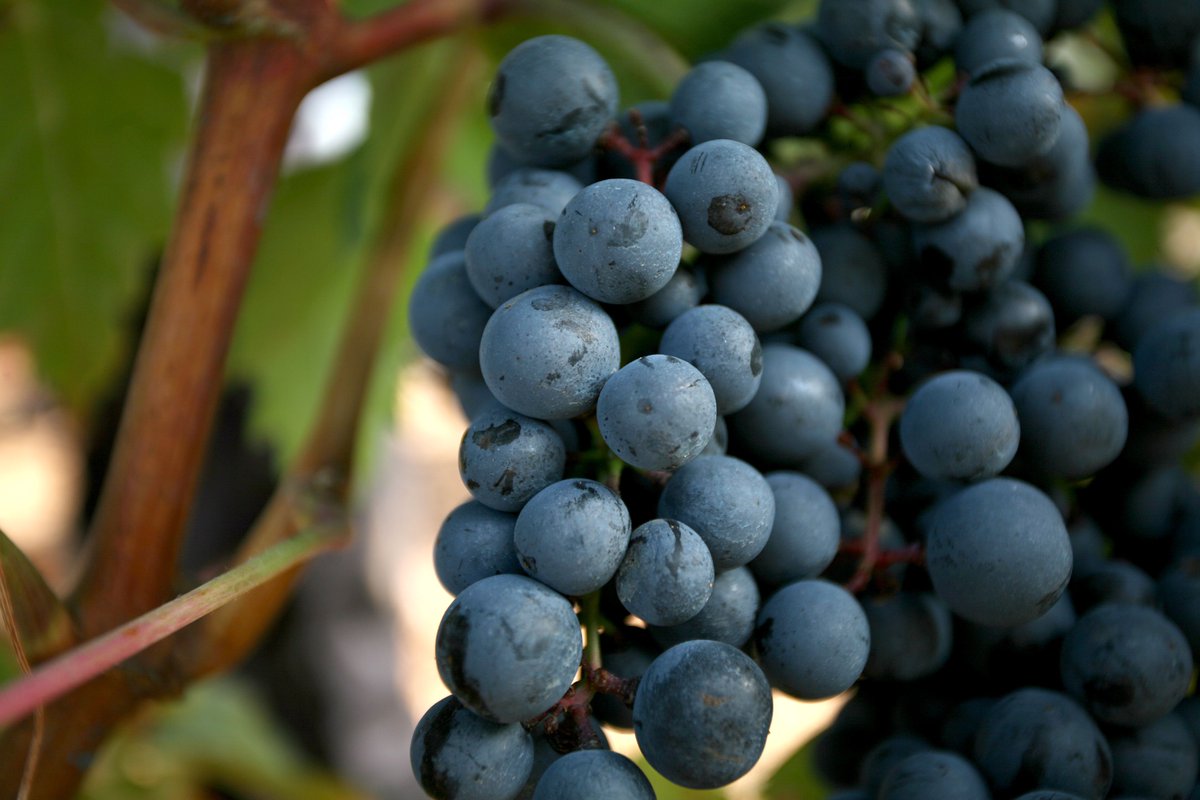 Desde #marquesdeteran preparando motores para iniciar una nueva y apasionante vendimia.👏🍇

#experienciateran #marquesdeteran #Vendimia #vendimia2022 #riojaj #riojaalta #ollauri #viñedos #viñas #tempranillo #vino #vinoderioja #vinotinto