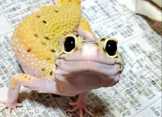 PrectiveGallery's tweet photo. @SnowMooNFK 可愛いですねー😊
家も以前飼ってたレオパはレモンちゃんでしたよ🦎笑
今はもうお星様になってしまいましたが20年近く生きました✌️ https://t.co/dPbEsLNYkL