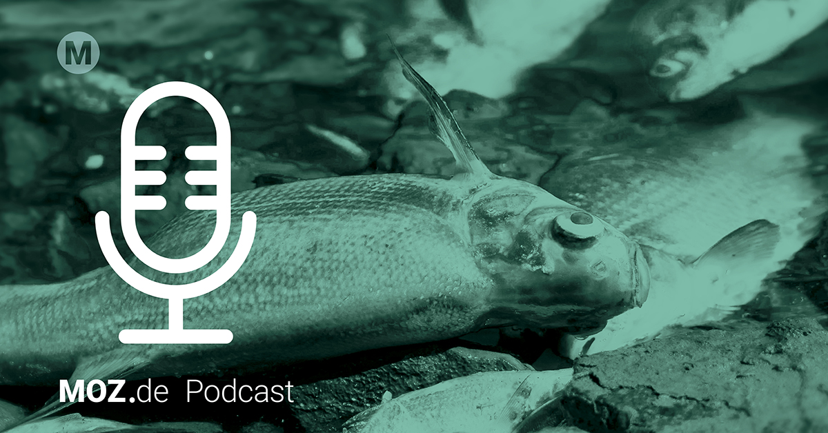 Für uns ist #DietrichSchröder aus der Rente gekommen und hat in der neuen Folge zum #Fischsterben in der Oder über die Folgen für die bilateralen Beziehungen zwischen Deutschland und Polen gesprochen. Überall, wo es #Podcasts gibt &amp; hier:
bit.ly/3RZHZki