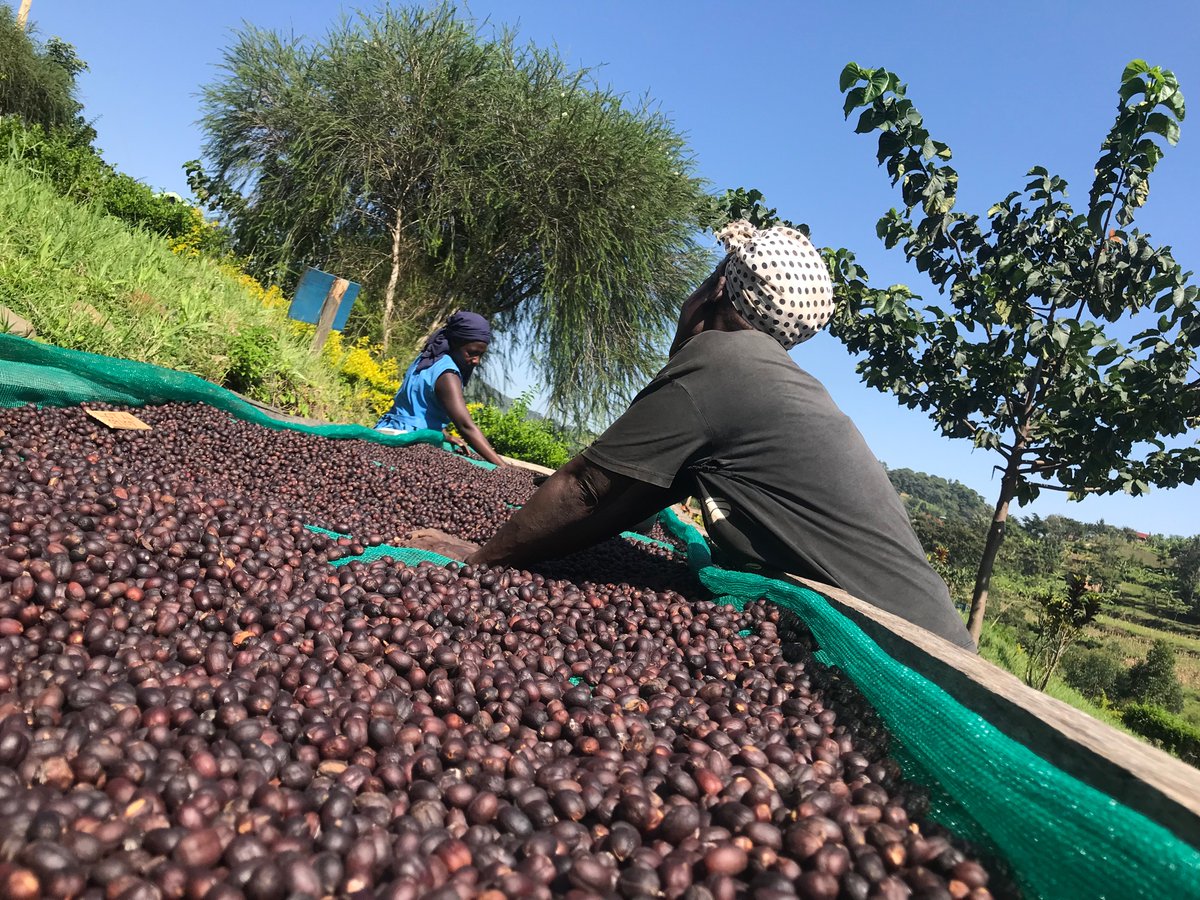 Justepicaso1's tweet photo. Every coffee bean has its own home .
#fullywashed
#natural
#burundi
#Uganda https://t.co/ih8ZDJYzHL