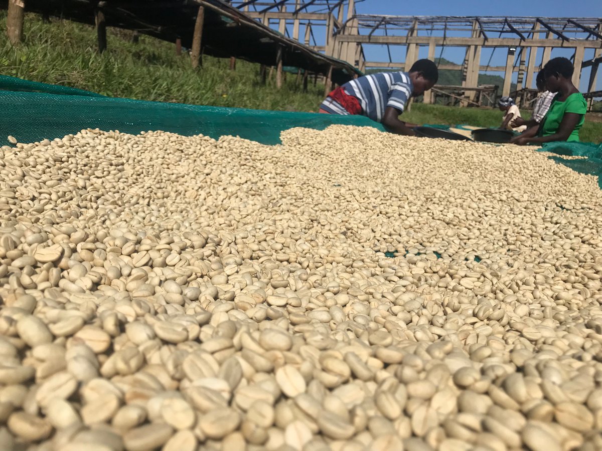 Justepicaso1's tweet photo. Every coffee bean has its own home .
#fullywashed
#natural
#burundi
#Uganda https://t.co/ih8ZDJYzHL