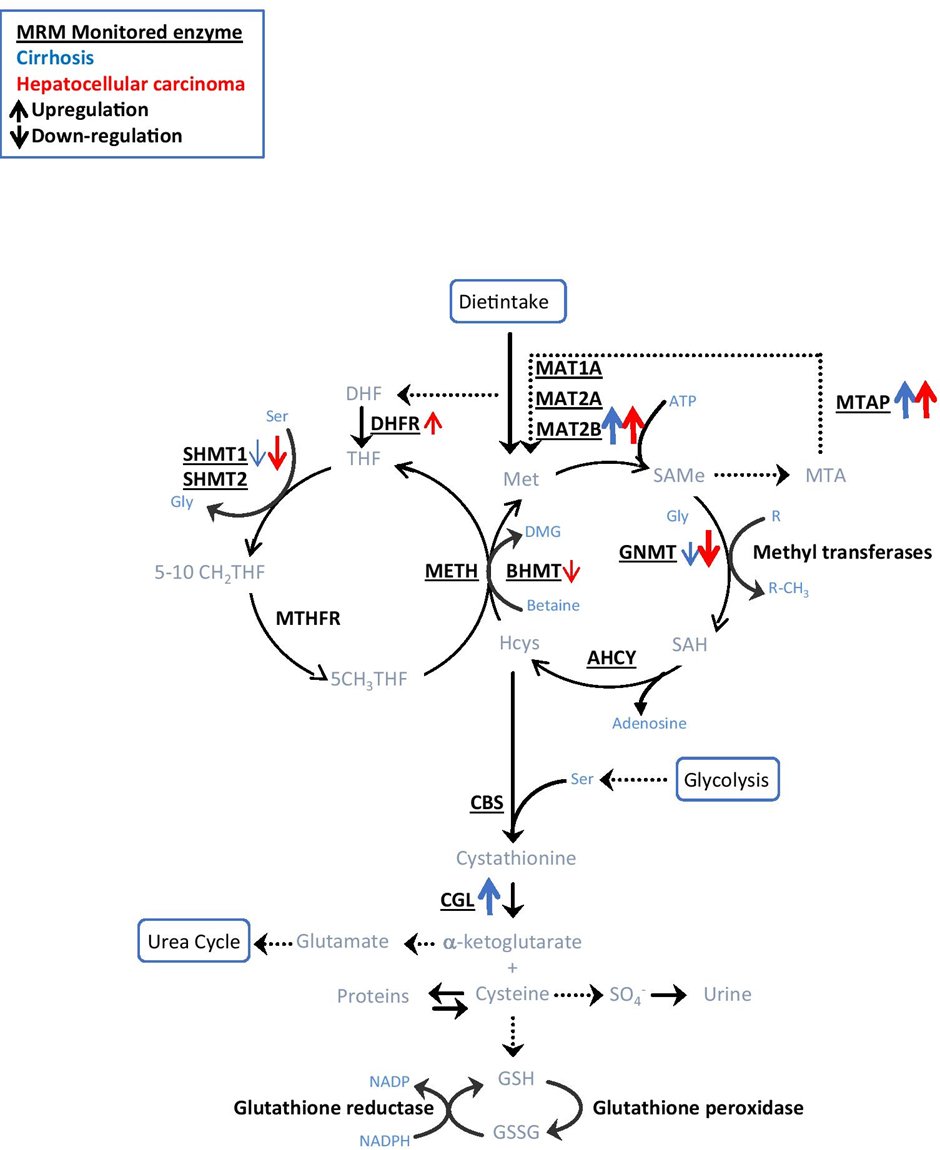 JPBY_official's tweet photo. Monitoring one-carbon metabolism by mass spectrometry to assess liver function and disease
@fjcoriz @CNB_CSIC @unav @ClinicaNavarra @CIBERehd @idisnanavarra @hupo_org #liver #function #HUPOReCONNECT #liver_cancer #liver_injury #mass_spectrometry
https://t.co/AwcFpSRuhy https://t.co/LkPshak4t1
