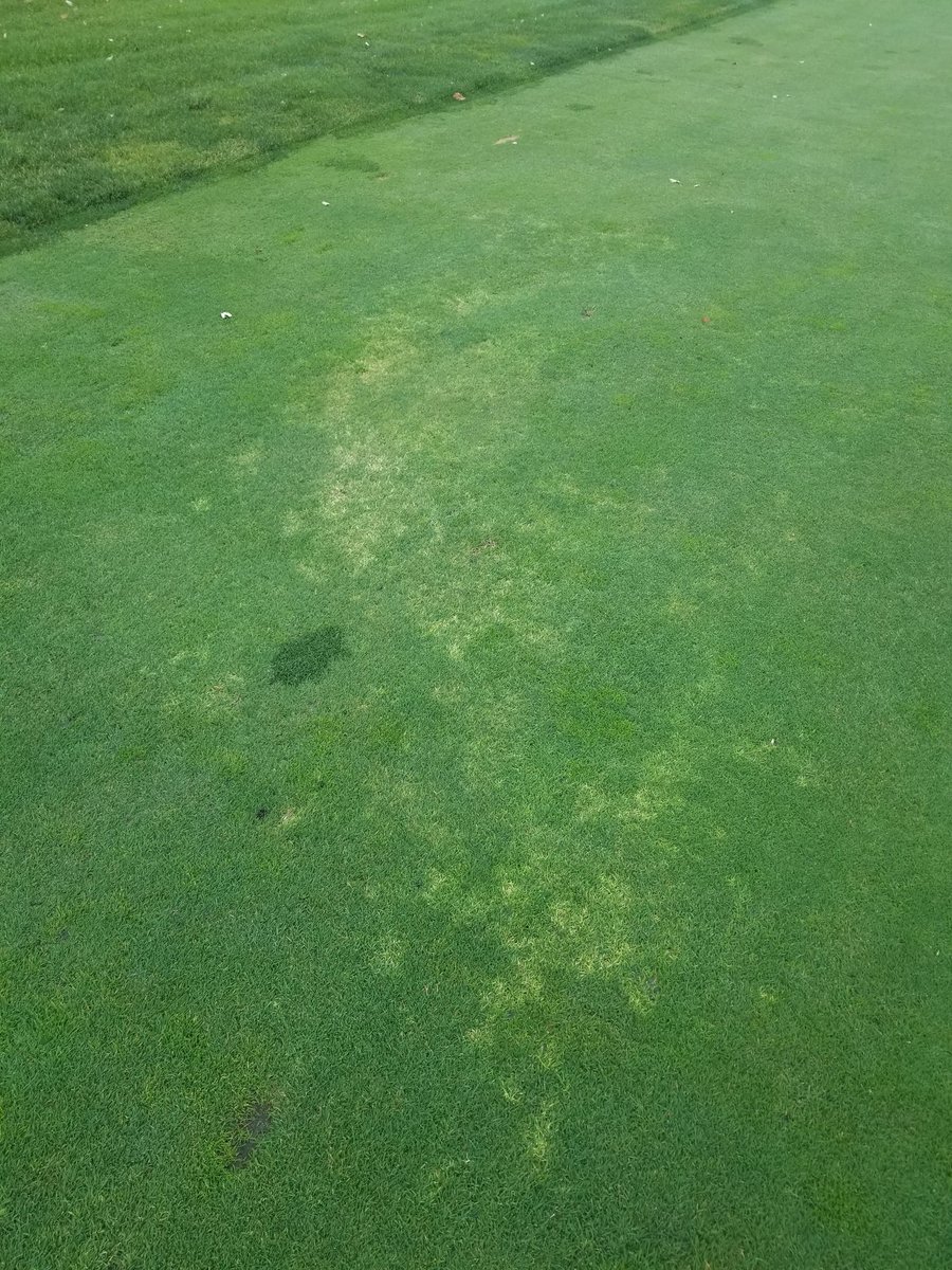 SuperTimG132's tweet photo. I've heard of it but this is the first I've seen it. Only in a couple spots on fwys. @uwpaul is this the #whiteleaf that has surfaced its bleached doesn't seem to spread. The only pest problems we've had this year are things that we wont treat for https://t.co/1PBaTiA0f9