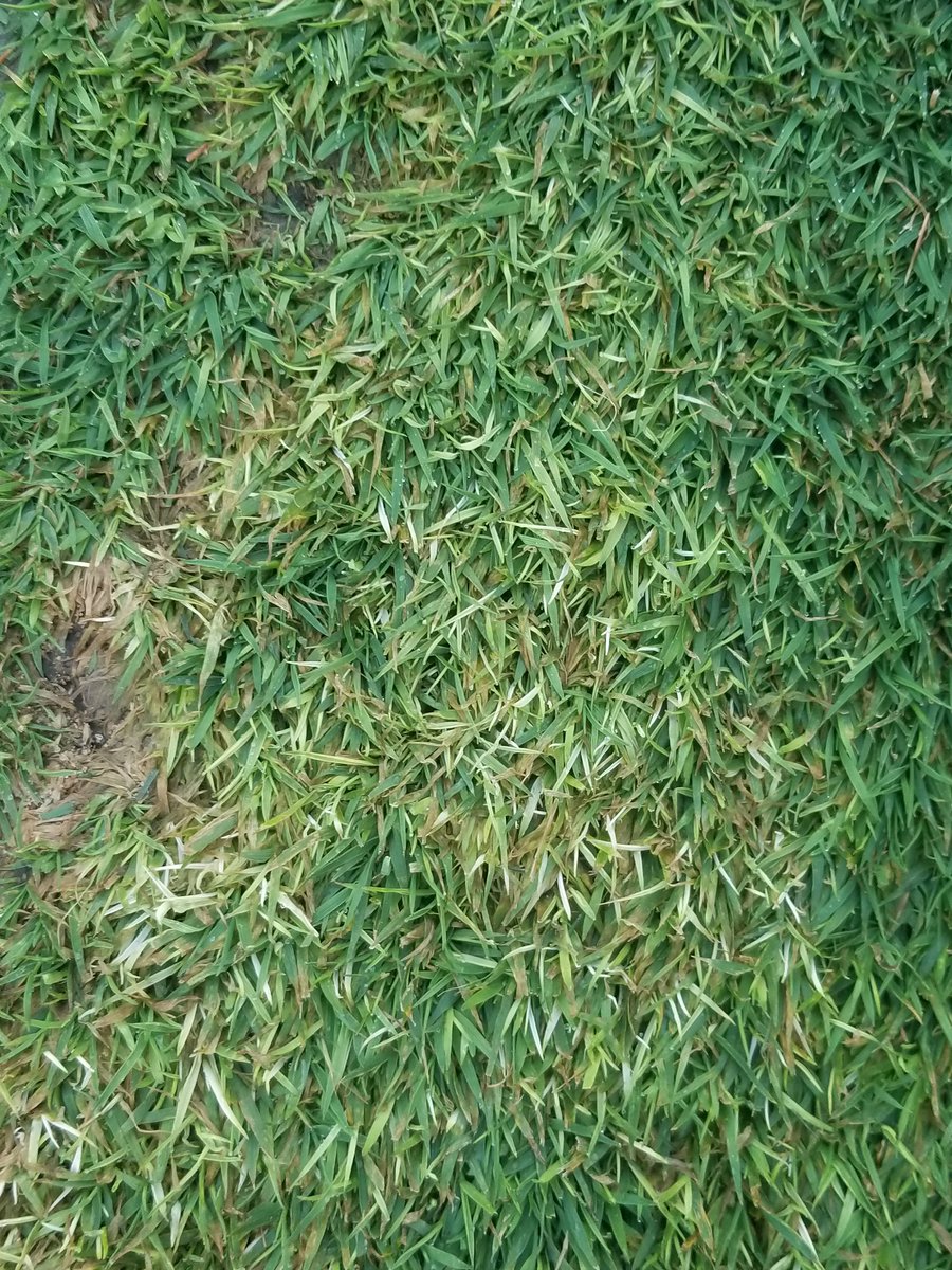 SuperTimG132's tweet photo. I've heard of it but this is the first I've seen it. Only in a couple spots on fwys. @uwpaul is this the #whiteleaf that has surfaced its bleached doesn't seem to spread. The only pest problems we've had this year are things that we wont treat for https://t.co/1PBaTiA0f9