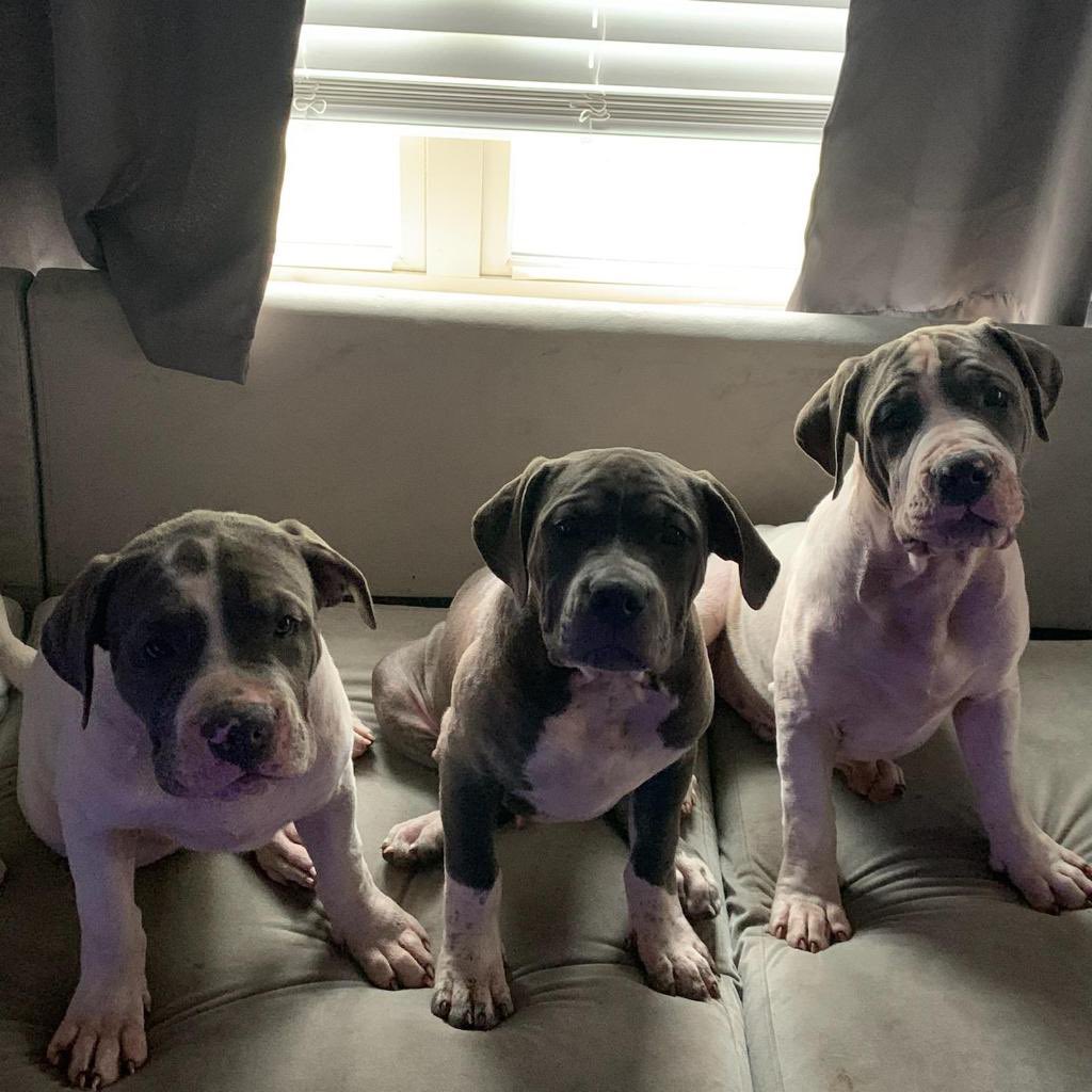 1moneykay's tweet photo. Got 2 males Left ready to go to their new homes 🔥
#ukc #abkc #usbr #abr #houstonbullies #Stud #xlbully #tribully #houstonpitbulls #dogsofhouston #puppiesforsalehouston #houstonpuppies #houstonpuppiesforsale https://t.co/caJhTDTVLc
