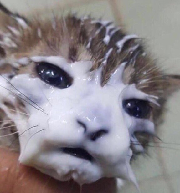 ´ (@catssoob) on Twitter photo 