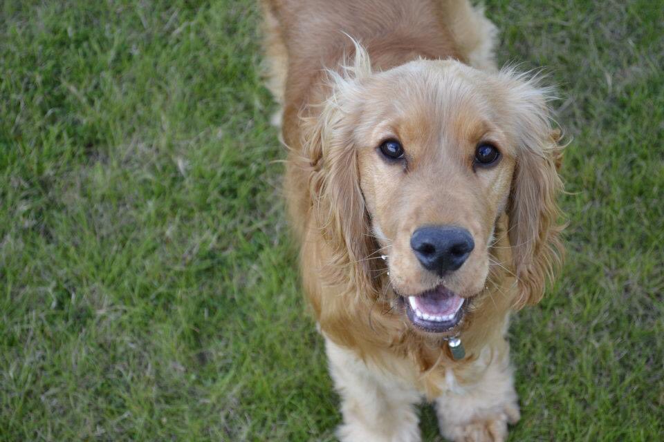 CelebrationOfDogs tweet media