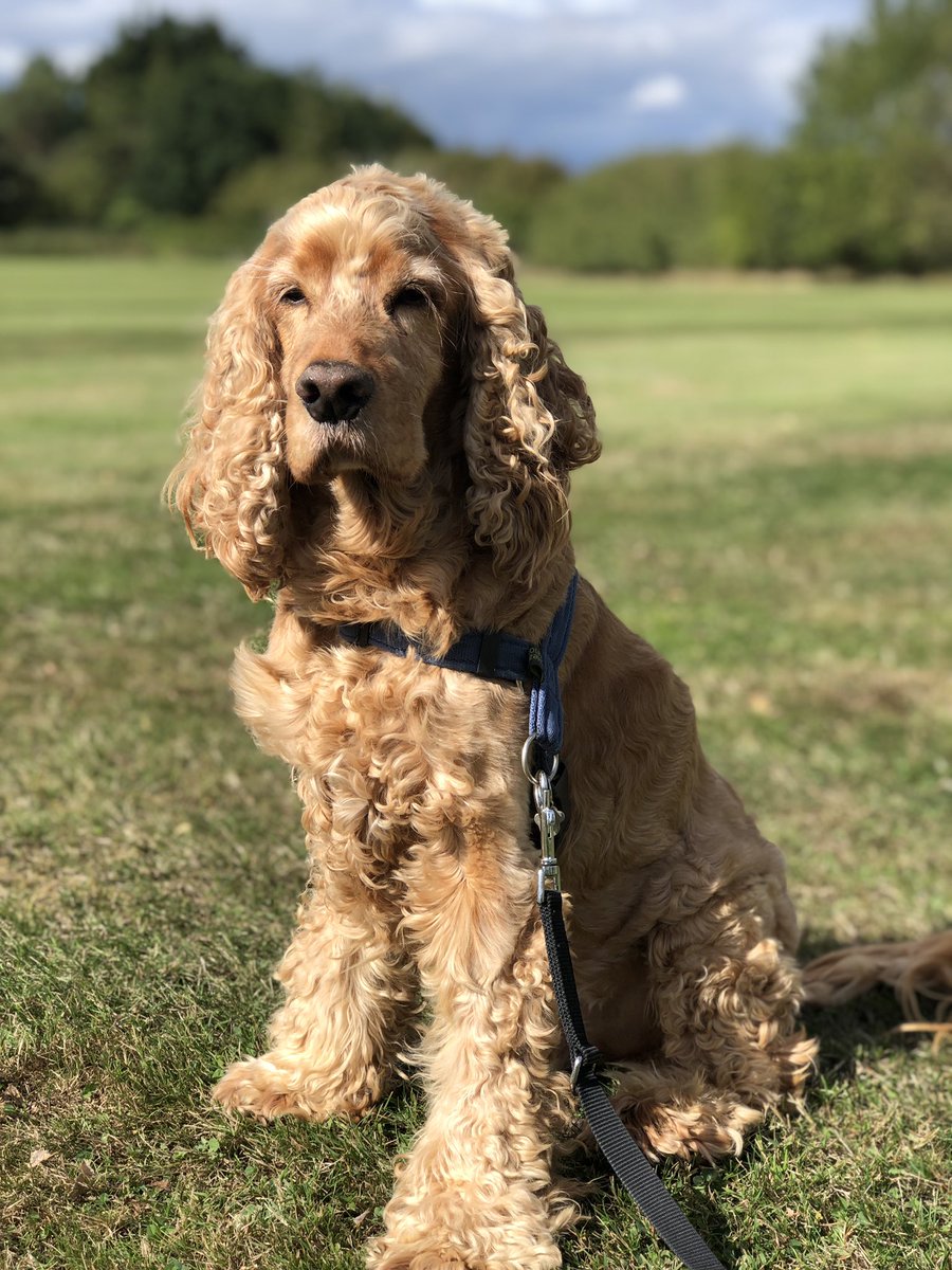 CelebrationOfDogs tweet media