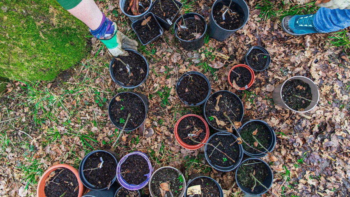 🌳 Our acorn collection challenge is back! 🌳

We’re asking the residents of MK to help grow oak trees for the city’s ancient woodlands.

Take part by collecting acorns from Howe Park, Shenley or Linford Wood and planting them in a pot.

Find out more ➡️ ow.ly/whXR50KMWc3