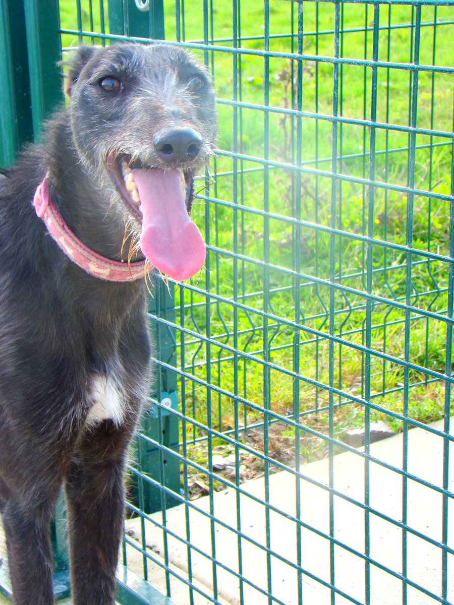 ISPCA Wicklow tweet media