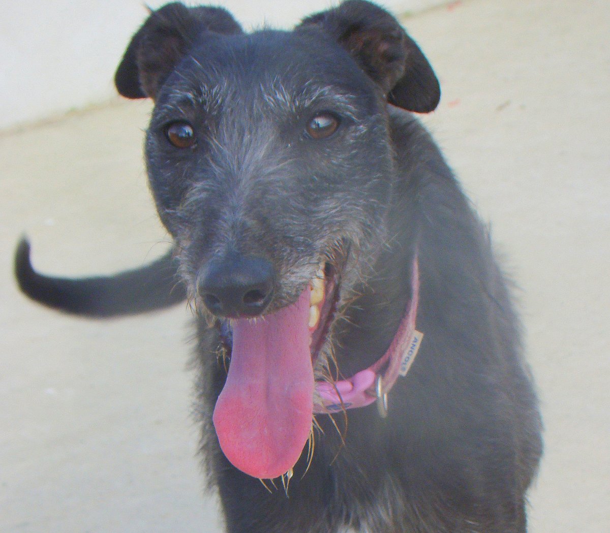 ISPCA Wicklow tweet media