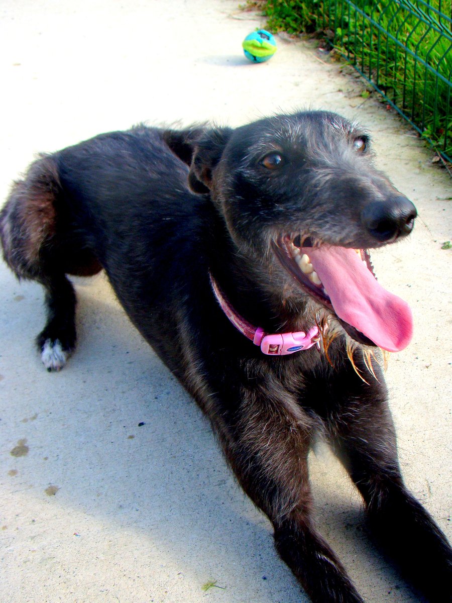 981020002398310 - Reilly - Lurcher, 2 1/2 years.
Full of beans and great with other dogs. We would love to see Reilly go to a suitable home. Please give the office a ring for further info. Thank you