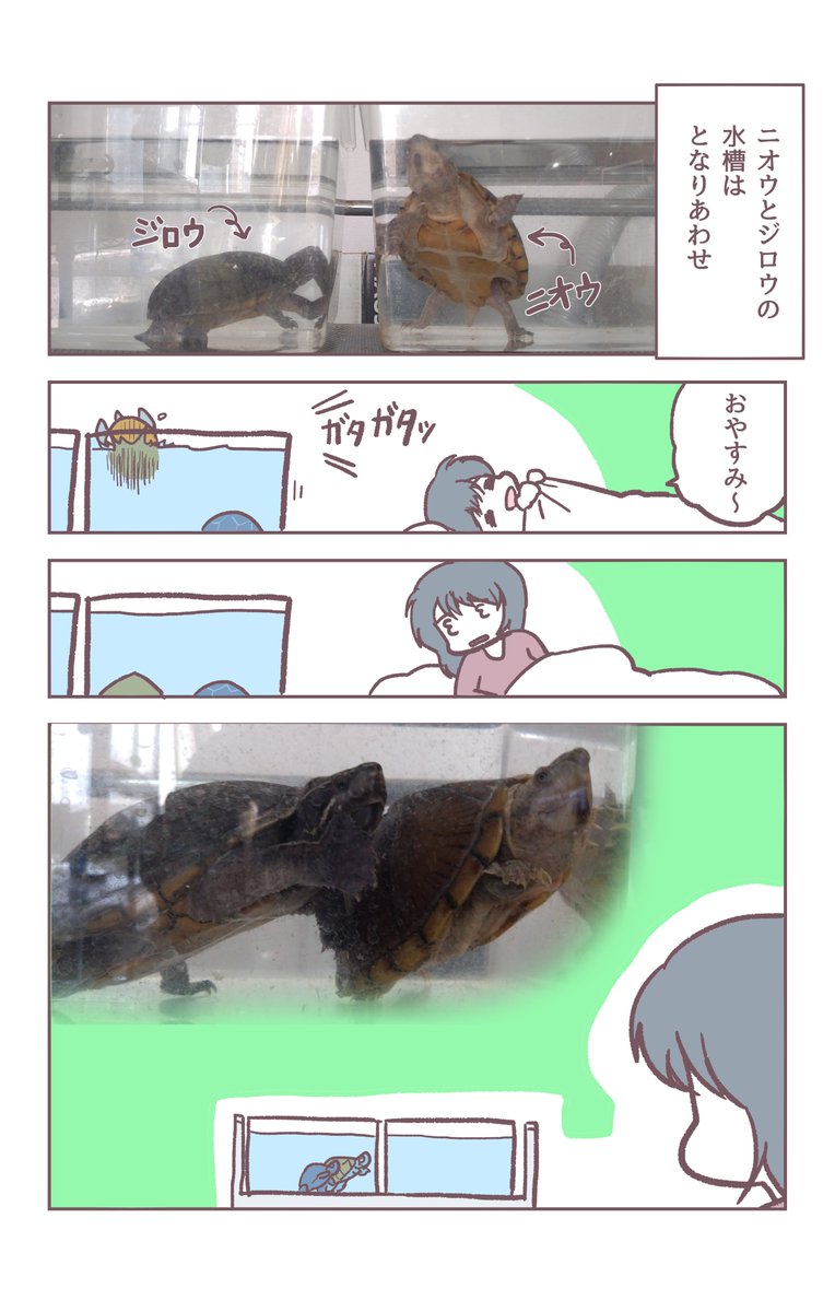 以前描いた動物漫画シリーズ(カメやレオパードゲッコーもおるよ🐢🐢🦎) 