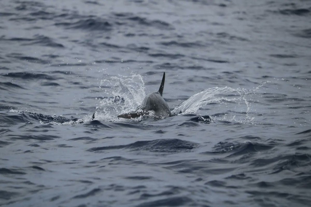Saw some amazing Atlantic Spotted Dolphins in the Azores last week!

#Dolphins #wildlifephotography