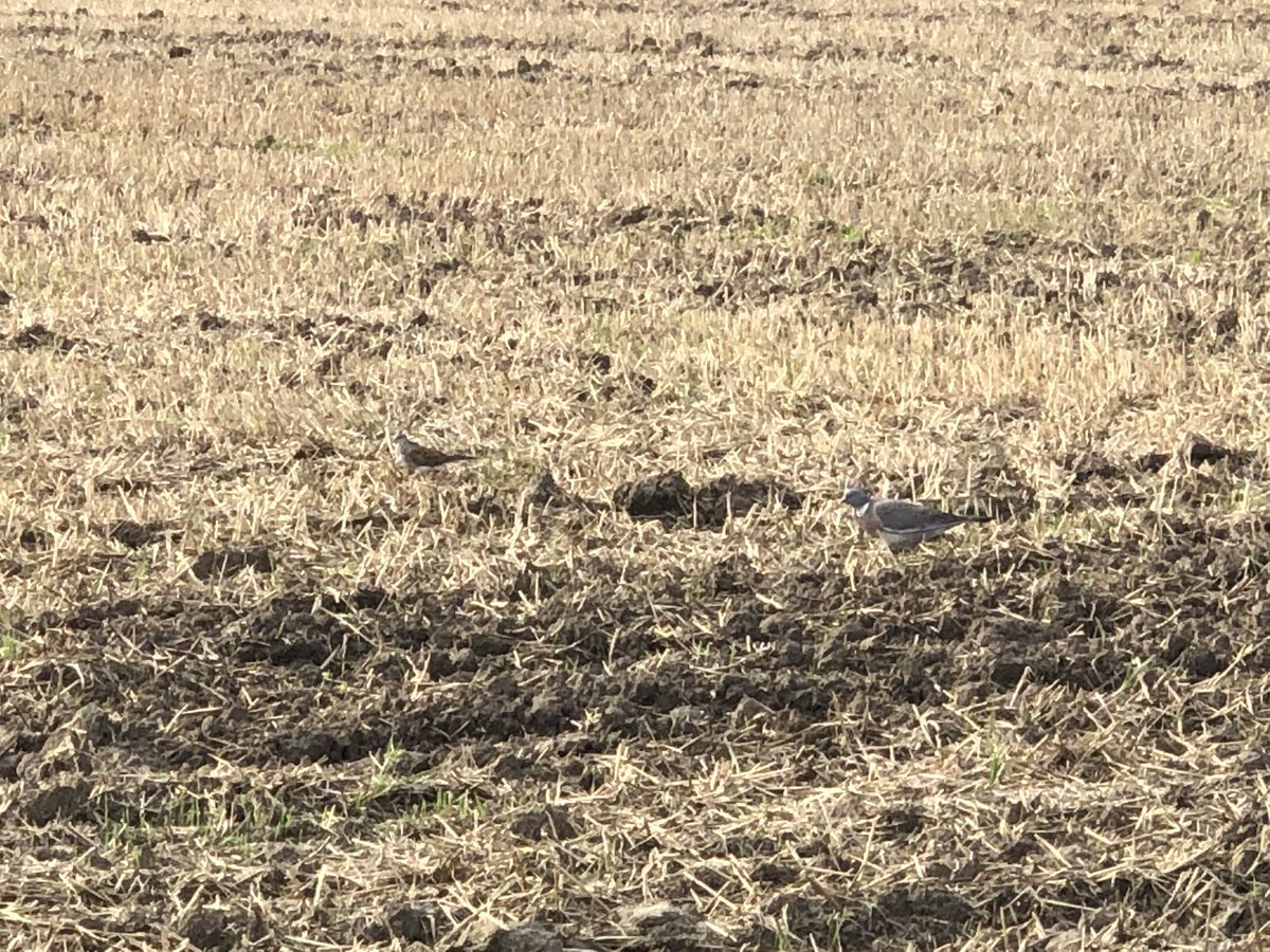 Over the last month our dove have been feasting themselves on newly harvested fields. In the past 10 days, all 4 tagged #turtledoves have left for warmer regions 🌍 We wish them a safe journey and winter.
Hopefully they’ll return safely next spring with a backpack full of data!