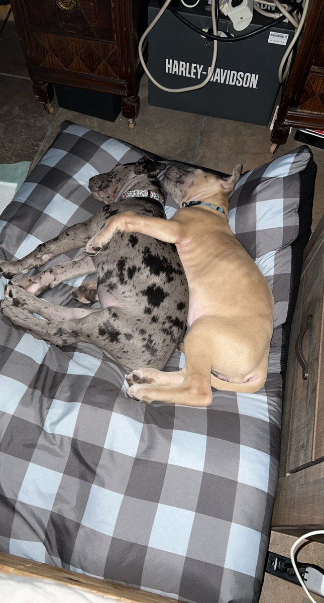 WrelssGameStrng's tweet photo. These Danes man do they grow up fast. This is Sadie and her sister River🐾 https://t.co/bKakBByWpJ