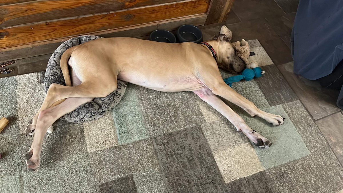 WrelssGameStrng's tweet photo. These Danes man do they grow up fast. This is Sadie and her sister River🐾 https://t.co/bKakBByWpJ