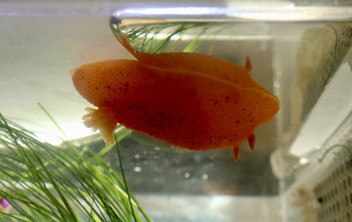 CIMI_Science's tweet photo. The lemon nudibranch, or sea lemon, can range in color from a light yellow to dark orange, and are hermaphroditic to increase their probability of mating! 🤓🍋💛 #cimiscience #lemonnudibranch #nudibranchs #sealemon #invertebrates #mollusks #seaslugs #marinescience #oceaneducation https://t.co/b5GqjseLmF