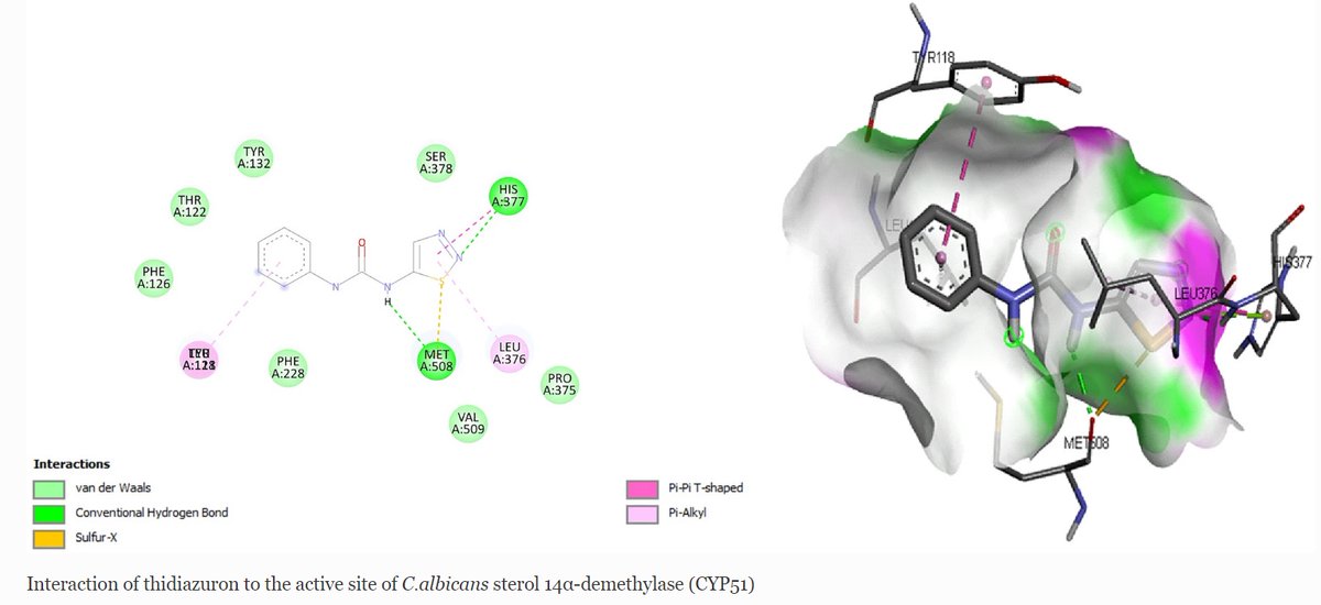 SpringerMicBio's tweet photo. New in World Journal of Microbiology and Biotechnology: Thidiazuron, a phenyl-urea cytokinin, inhibits ergosterol synthesis and attenuates biofilm formation of Candida albicans

Read now at: https://t.co/KXCFdskJym

#Antifungal #Biofilm #Ergosterol #Thidiazuron https://t.co/53Oh08VZ1Q