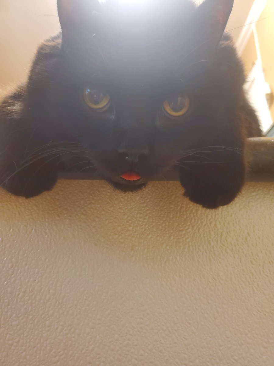 Cat_Goodas's tweet photo. All my cats are getting elderly at the same time😩 Lots of vet appointments lately. Took Bubba yesterday and he was not happy, but look at that tongue  face😸 He's ok BTW, was just a checkup❤️ #TongueOutTuesday #cattongue #Bubba #Blackcats https://t.co/21Dw6I5Hn7