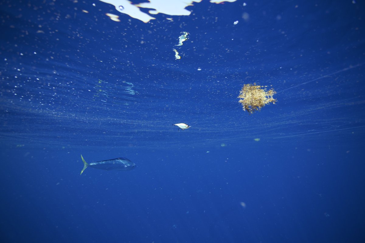 FIFRTV's tweet photo. If you struggle to find weedlines, check out @siriusxm_marine #FishMapping https://t.co/UHJbtkdjRz