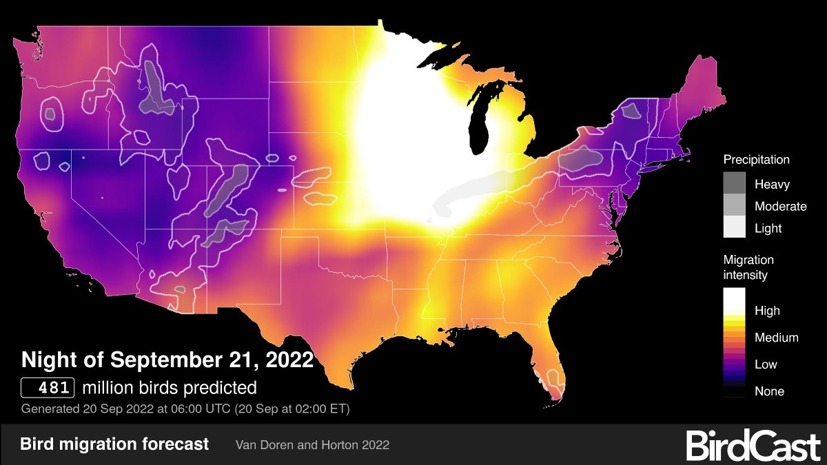 ~50% of all birds migrating will pass through on only ~9 nights in the season. Tonight will be one of those MEGA migration nights. Please turn off lights to help the birds go along their merry way. Have paper bags ready to contain injured birds, and call us for help! 773-988-1867