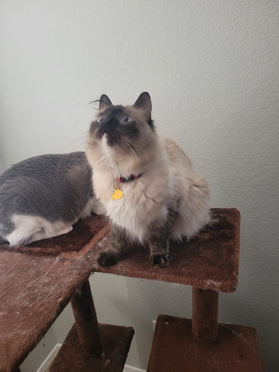 CatsOffTheHook's tweet photo. Oh no, why are you taking pieces off our tree? -Marina
#cats #CatsOfTwitter https://t.co/zZLftFeYWA