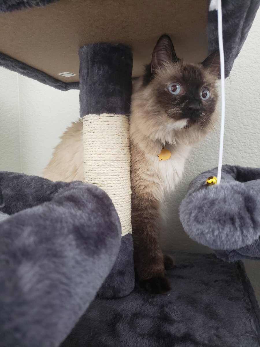 CatsOffTheHook's tweet photo. Oh thanks mama and daddy! -Marina and Pearl #CatsOfTwitter https://t.co/BXmVfe1G4t