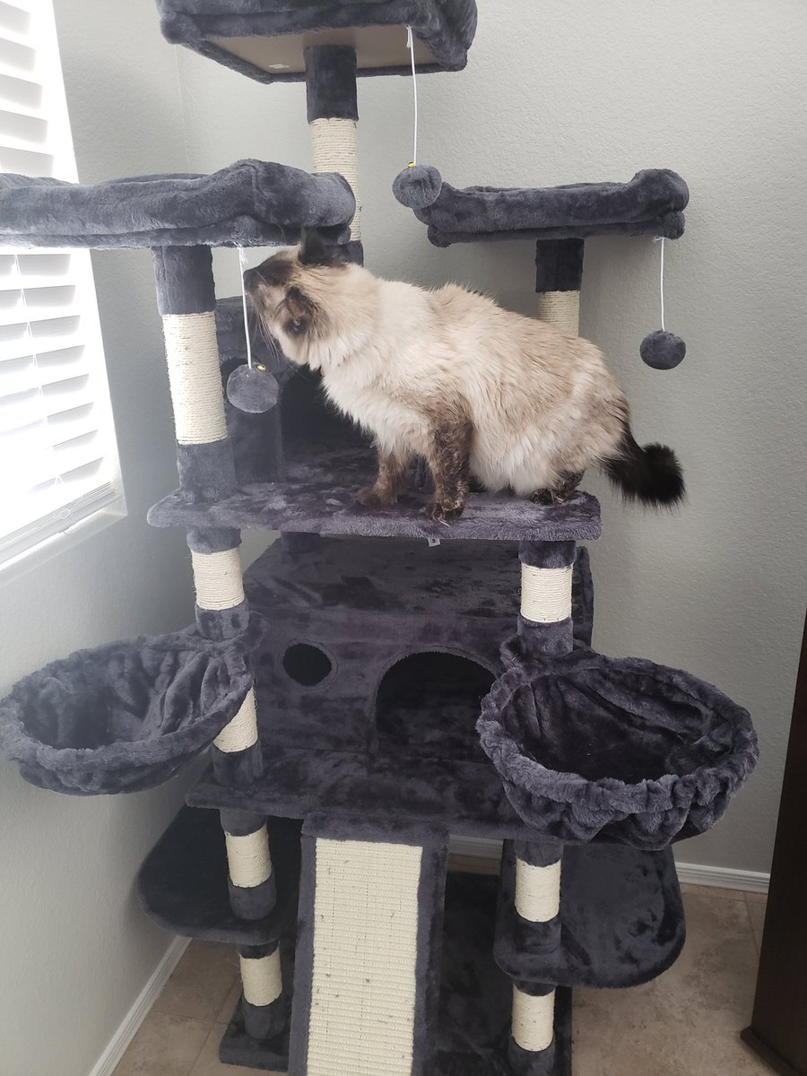 CatsOffTheHook's tweet photo. Oh thanks mama and daddy! -Marina and Pearl #CatsOfTwitter https://t.co/BXmVfe1G4t