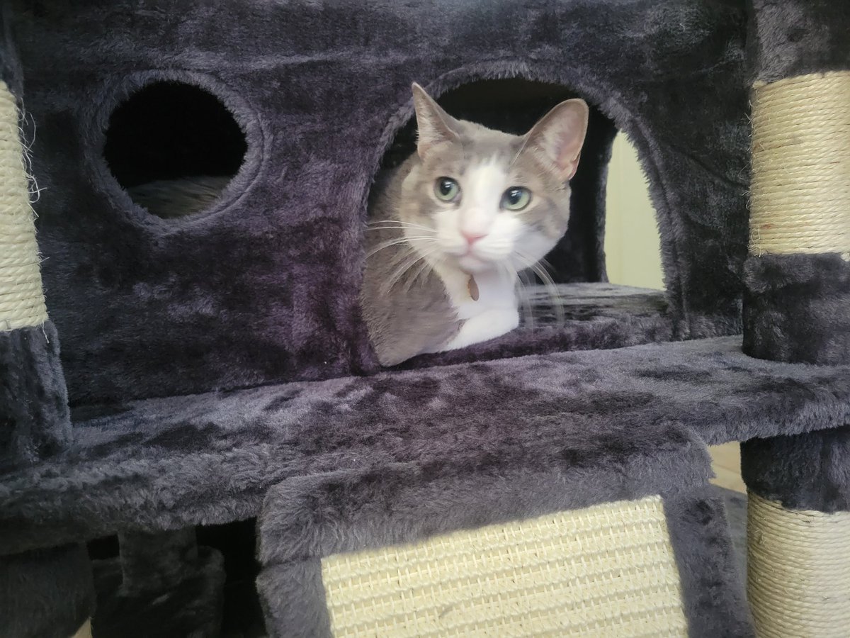 CatsOffTheHook's tweet photo. Oh thanks mama and daddy! -Marina and Pearl #CatsOfTwitter https://t.co/BXmVfe1G4t