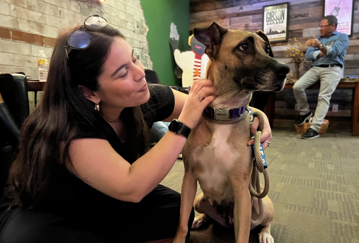 julesmnews's tweet photo. LINDY HOP💛🤍 I haven’t met a more calm &amp; sweet 1 year old pup. She’s a Great Dane/ German shepherd mix, so she’ll be a big girl! She’s already been a momma too🥺 she’s at @nashvillehumane &amp; would fit into any home @WSMV https://t.co/sfvUWyyiQH