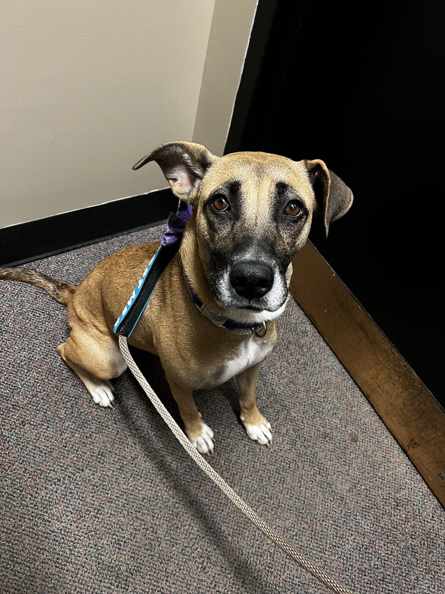 julesmnews's tweet photo. LINDY HOP💛🤍 I haven’t met a more calm &amp; sweet 1 year old pup. She’s a Great Dane/ German shepherd mix, so she’ll be a big girl! She’s already been a momma too🥺 she’s at @nashvillehumane &amp; would fit into any home @WSMV https://t.co/sfvUWyyiQH