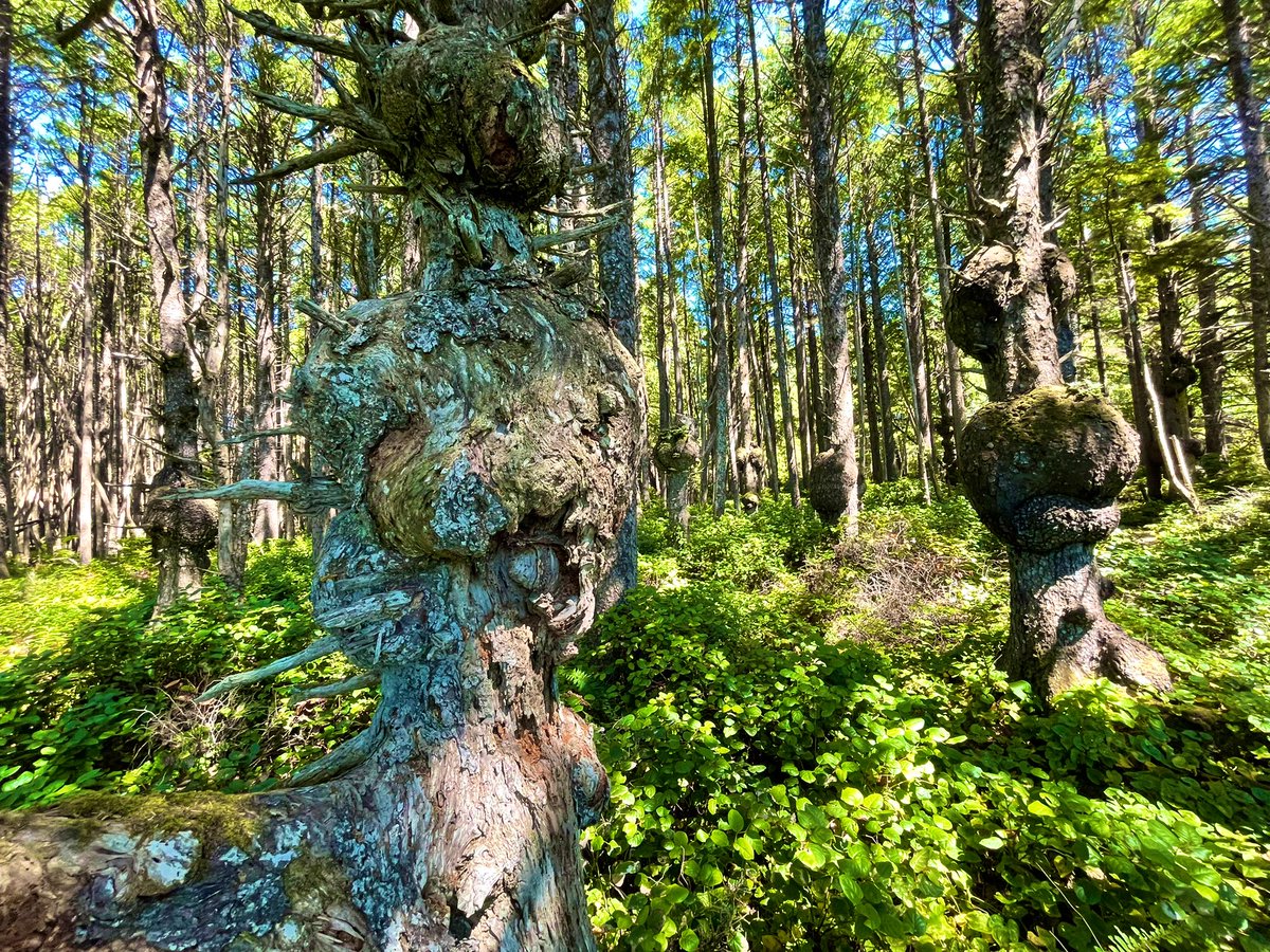 jpinnow's tweet photo. Burbling thicket of thickness, Washington state coast #thicktrunktuesday https://t.co/zNfag2kWQI