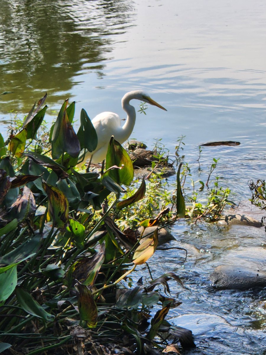 Great Egret sighting in Atlanta!! I've seen plenty of herons here but never an Egret. <a href="/every_heron/">Every Heron 𓆀💙</a>
#BirdsSeenIn2022 
#birds