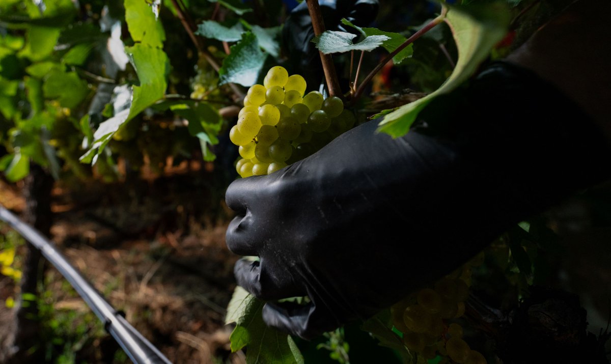 It is with great anticipation that we have our first pick of the season scheduled today. Situated in South Okanagan and planted over twenty years ago lies our Sunset Vineyard. The grapes sourced from Block 11C in this vineyard are destined for our Knight’s Challenge Chardonnay.