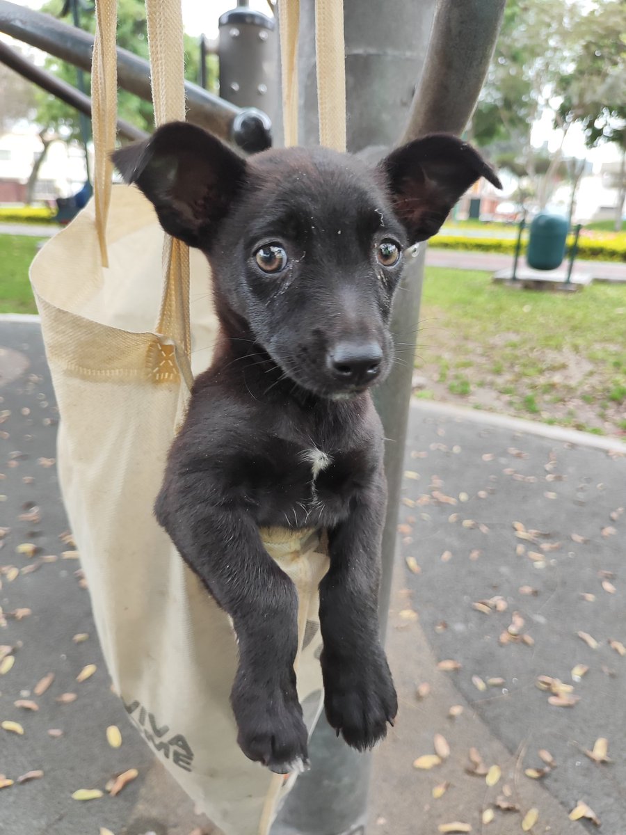 diegomonteza's tweet photo. URGENTE. Perrito abandonado en el Parque Tradiciones de Miraflores. Si alguien puede adoptarlo contactarse con 945070191 (trabajador de Serenazgo que lo está viendo). Sigue ahí. Se agradece difusión. https://t.co/hsPPkk4Ilu