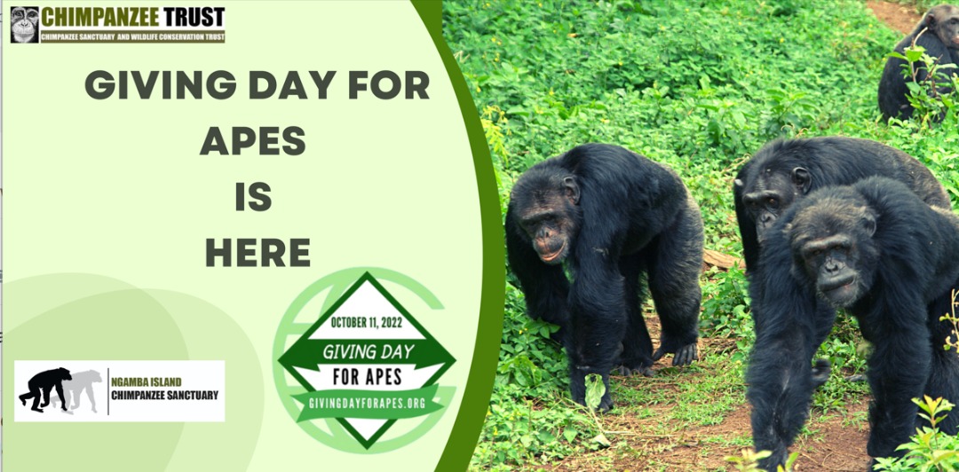 ngambaisland's tweet photo. #Givingday
One by one makes a bundle, friends and partner, #Givingday is here. #support #mightycause #feedachimp
Visit|https://t.co/Q5bDn80rfN https://t.co/1nuzdbVCCs