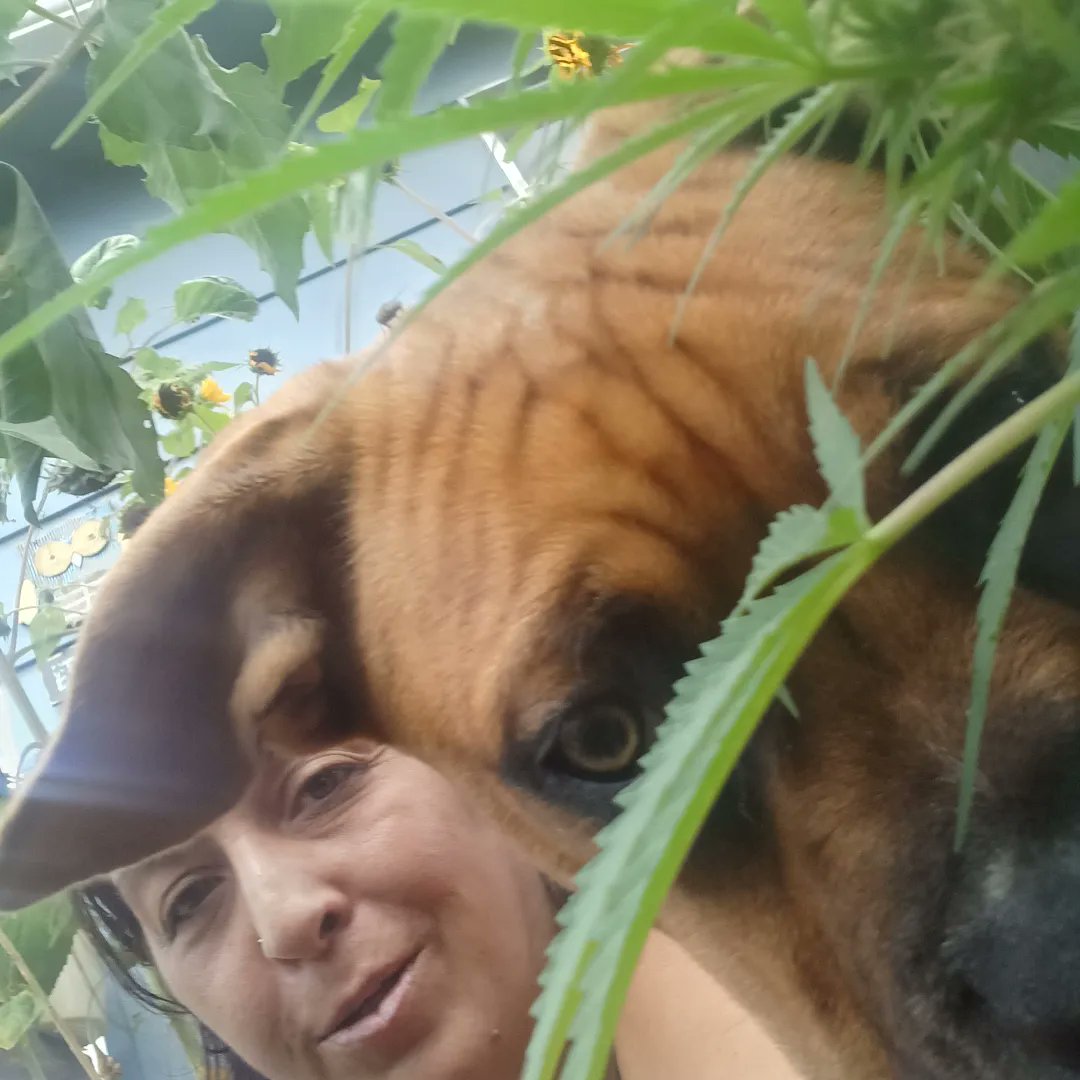 Melanie79089717's tweet photo. #Gus checking up on the #weed #weedsmokers #Weedmob #weedlife #weedmom #CannabisCommunity #CannabisNews #Cannamom #dogmom #AdoptDontShop #Rescue #rescueismyfavouritebreed #endbreeddiscrimination https://t.co/aD43PZHnVV
