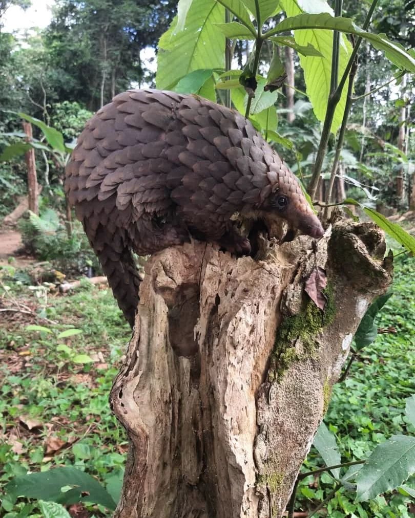 Pangolin Crisis Fund (@pangolincrisis) on Twitter photo This beautiful male white-bellied pangolin named Ekole was recently rescued by <a href="/THFZim/">Tikki Hywood Foundation</a>'s Cameroon chapter after being caught in a snare. He was found covered in ticks and had a severe worm infection. Once his injuries have healed, he will soon be released back into the wild. 💚 This beautiful male white-bellied pangolin named Ekole was recently rescued by <a href="/THFZim/">Tikki Hywood Foundation</a>'s Cameroon chapter after being caught in a snare. He was found covered in ticks and had a severe worm infection. Once his injuries have healed, he will soon be released back into the wild. 💚