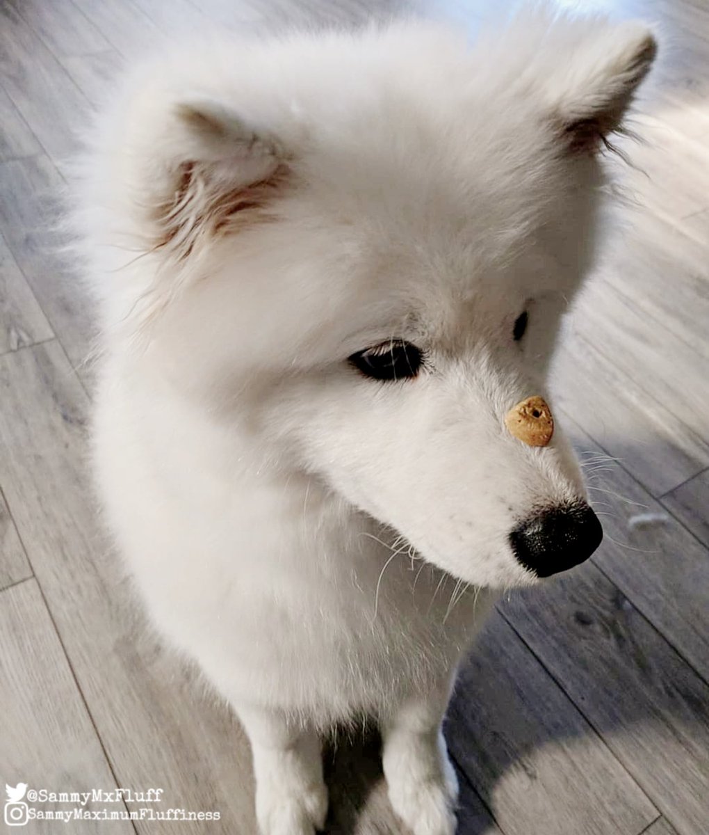 SammyMxFluff's tweet photo. Excuse me ๐ you forgot to say GO ๐ how long do I have to sit here? ๐ณ๐คฃ๐พ
#dogtreats #dogtrick #dogproblems #cutedog #cookieproblems #SammyMaximumFluffiness https://t.co/aHD3iPpyhb