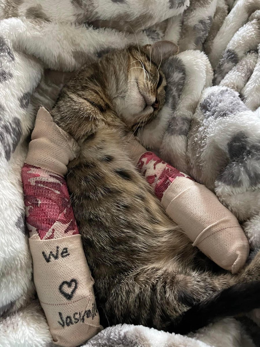Please keep Street Kitty Fund recipient Sweetpea Jasmine in your thoughts - she’s undergoing surgery today to repair her two broken legs. 💔