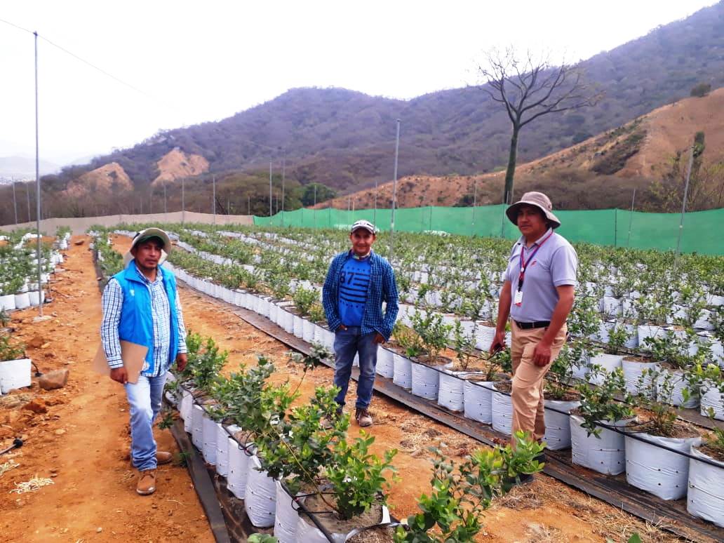 En el cantón #Macará 📍 el equipo técnico del #MAG en coordinación con personal de la Corporación La Favorita realizan visitas a fincas de productores de cultivos de arándanos, mango y pitahaya, para analizar la posibilidad de ser proveedores de esta cadena de supermercados.