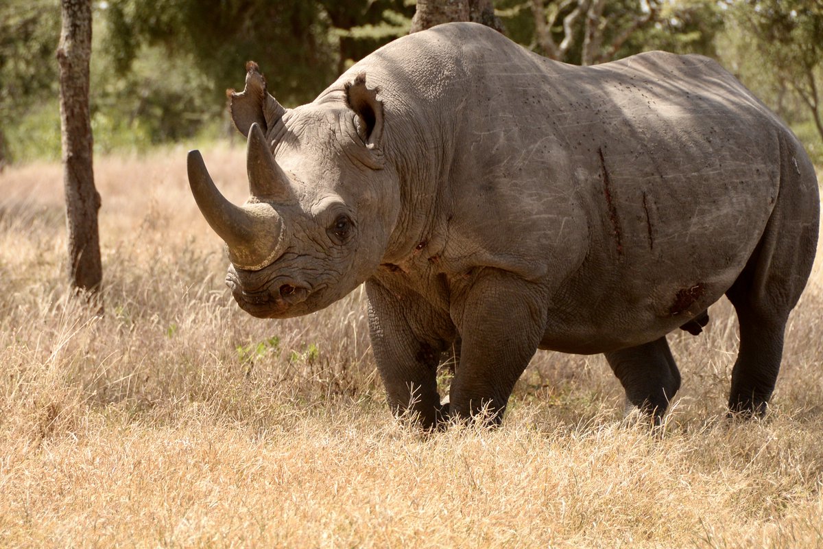 WORLD RHINO DAY: Happy #WorldRhinoDay everyone!